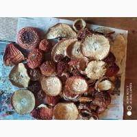 Мухомор червоний (Amanita muscaria) відмінна якість