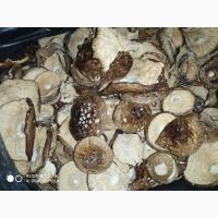 Мухомор червоний (Amanita muscaria) відмінна якість