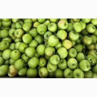 Продаємо яблука 1 та 2 гатунку з холодильника м. Ужгород, ОПТ від 15т