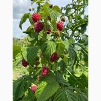 Продам малину! Сорт ремонтантна. Такої ще не куштували