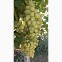 Продам виноград столовых сортов