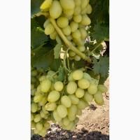 Продам виноград столовых сортов