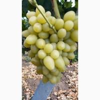 Продам виноград столовых сортов