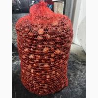 Куплю каштани