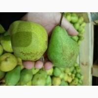 Продам Грушу Стрийська