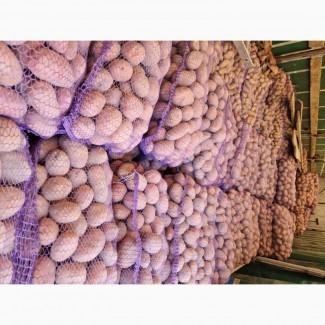 Картопля 21.50 гр Біла роса в наявності