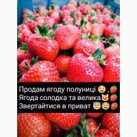 Продам Ягоду полуниці сорту Румба