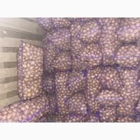 Продам картошку