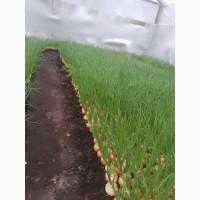 Продам зелену цибулю