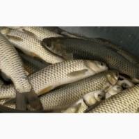 Продам живу рибу:Судак, амур, короп