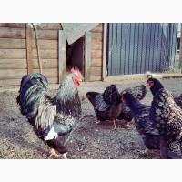 Інкубаційне яйце та курчата. Барневельдер: Чорноокаймлений, Срібло. Птиця