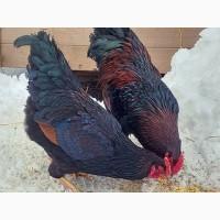 Інкубаційне яйце та курчата. Барневельдер: Чорноокаймлений, Срібло. Птиця