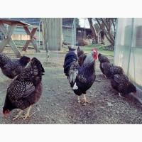 Інкубаційне яйце та курчата. Барневельдер: Чорноокаймлений, Срібло. Птиця