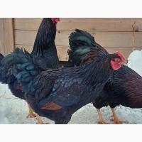 Інкубаційне яйце та курчата. Барневельдер: Чорноокаймлений, Срібло. Птиця