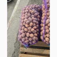 Дрібна картопля Арізона, від 500 кг