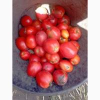 Продам помидор номерную на переработку