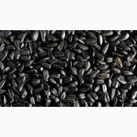Закупаем семечку Подсолнечника по Украине