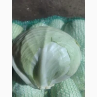 Продам капусту