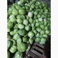 Продам капусту, агресор