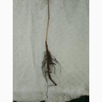 Саджанці горіха пекан сорту Гроздон(вкс висота 120-140 см.)