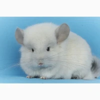 Хлопчик шиншилла Кузя Біла Ангора