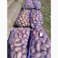 Продам товарну картоплю