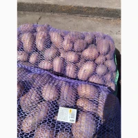 Продам товарну картоплю