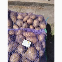 Продам товарну картоплю