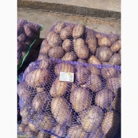 Продам товарну картоплю
