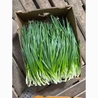 Продам зелену цибулю