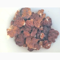 Продам строчок звичайний сушений