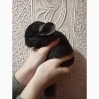 Продам малюків шиншилят 2, 5 місяці