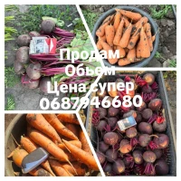 Продам морковь 2026 качество