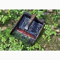 Куплю Чорницю, Афену від 1 т