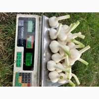 Продам часник