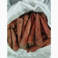 Продам моркву другого сорту