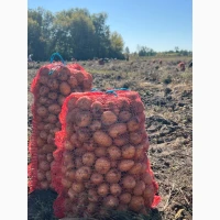 Продаємо картоплю