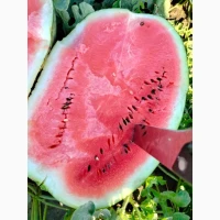 Продам арбуз з поля