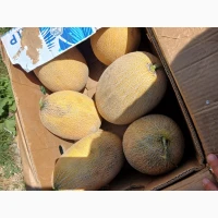 Продам диню сорт Ребекка