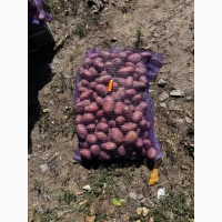 Продам картопля від 10 тонн ред леді шита сітка