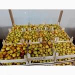 Продам абрикос опт херсонский 1 сорт