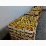 Продам абрикос опт херсонский 1 сорт