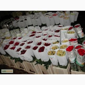 Розы КЕНИЯ /ЕКВАДОР срез опт