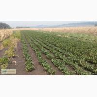 Продам саженцы ореха