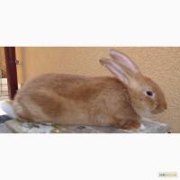 Кролики Бургунцы слученные самки