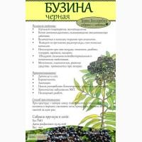 Бузина черная ягода 100гр