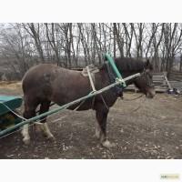 Продам лошадь
