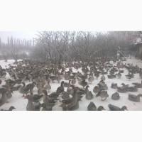Гусенок Большая серая