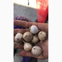 Продам воздушку, однозубку и посадочный чеснок + Технология выращивания(в подарок)