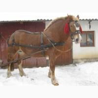 Продам пару кеней